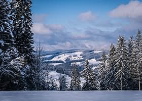 冬天来了，春天还会远吗？