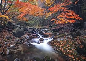 评论表单中的网址强制写 http 的缘由